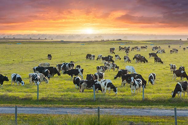 Herd of cows grazing in green pastures at sunrise.